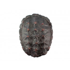 Haus Deko Caparazón de Tortuga-ComercializadoraZeus- 1052422007