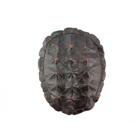 Haus Deko Caparazón de Tortuga-ComercializadoraZeus- 1052422007