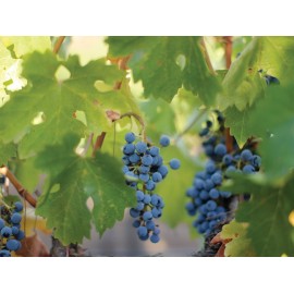 Vino Tinto Teziano Cabernet Sauvignon 750 ml.-ComercializadoraZeus- 84524824