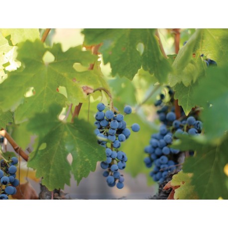 Vino Tinto Teziano Cabernet Sauvignon 750 ml.-ComercializadoraZeus- 84524824